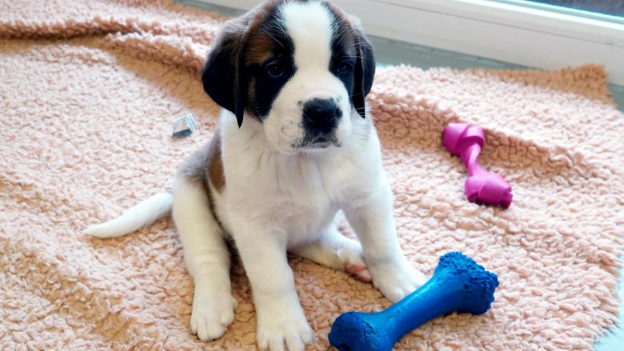 Cómo educar a un cachorro en casa