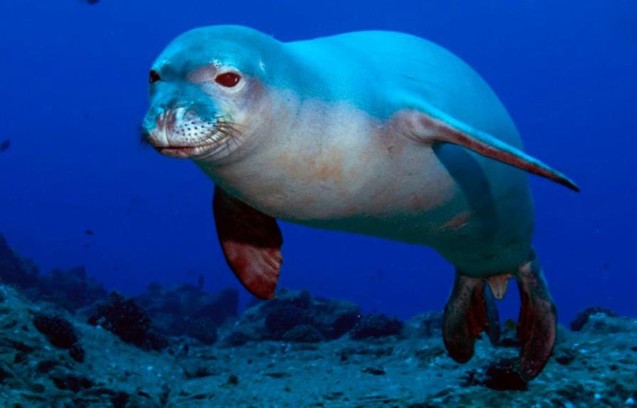Indignación en Grecia tras la muerte de su foca mascota Kostis por un arpón