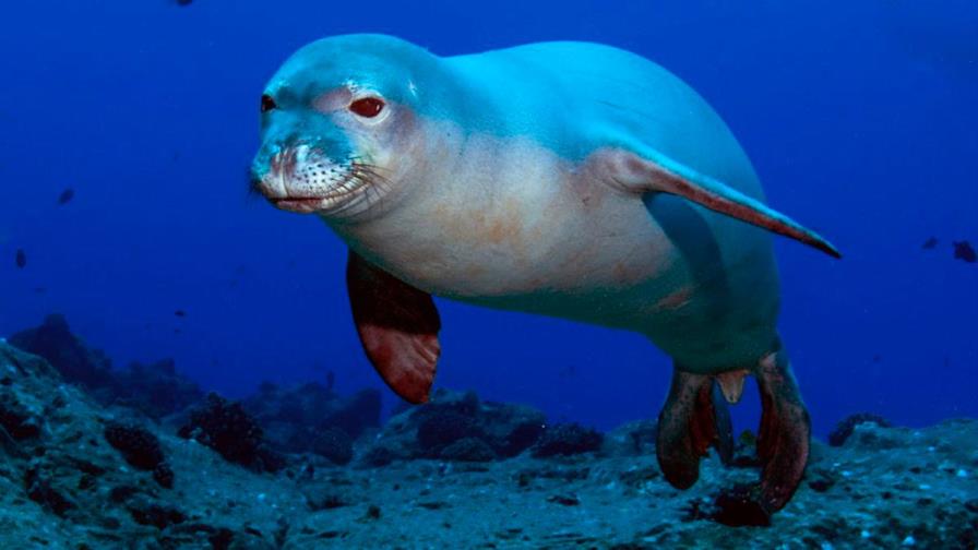 Indignación en Grecia tras la muerte de su foca mascota Kostis por un arpón Indignación en Grecia tras la muerte de su foca mascota Kostis por un arpón