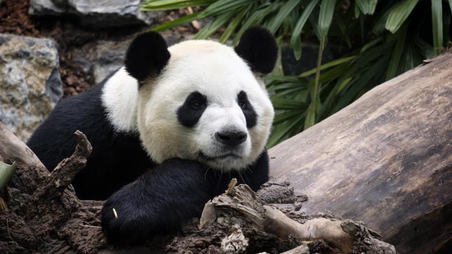Zoo canadiense devuelve pandas a China por falta de bambú