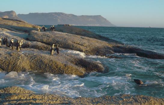 Pingüinos africanos protagonizan nueva serie de Netflix