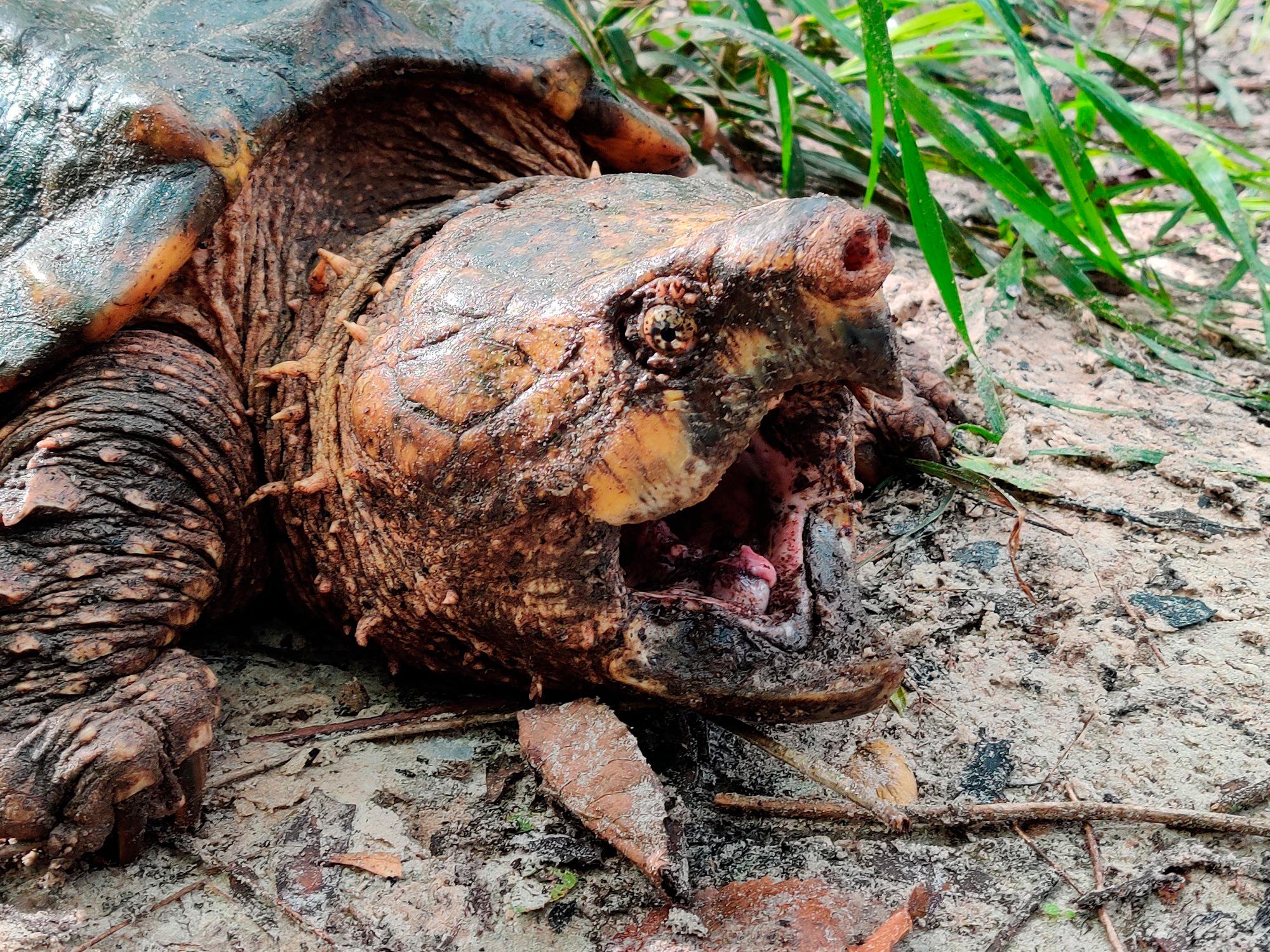 El animal también tiene semejanza con el caimán.