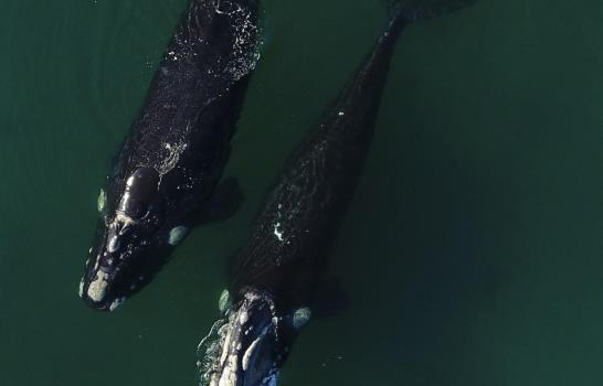 Las mejores fotos de la semana en América Latina