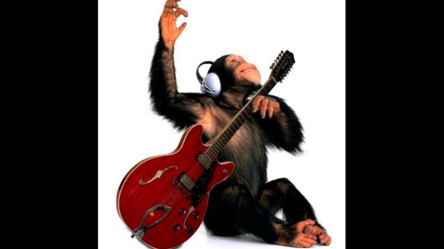 ¿Ritmo musical en otros primates? Un estudio dice que sí