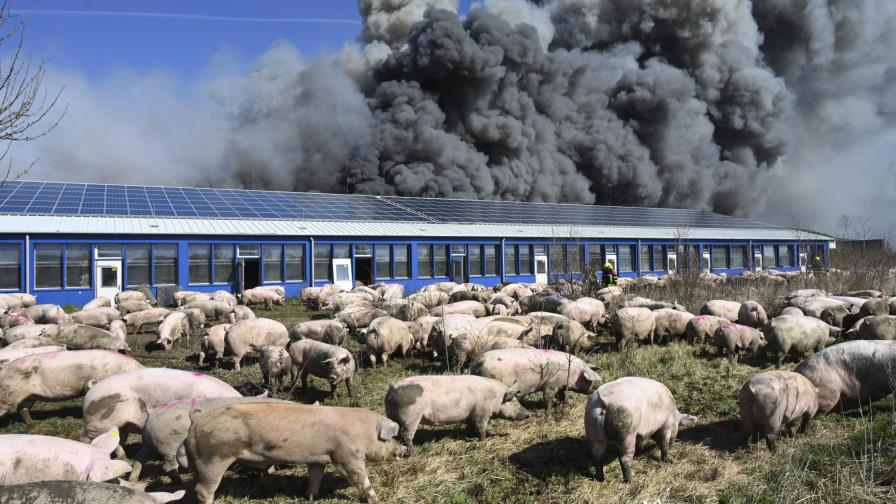 Alemania: incendio en criadero porcino mata 55.000 cerdos