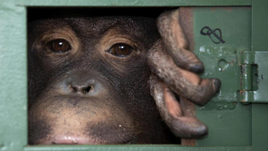 Tailandia frenará comercio de animales para evitar pandemias Tailandia frenará comercio de animales para evitar pandemias