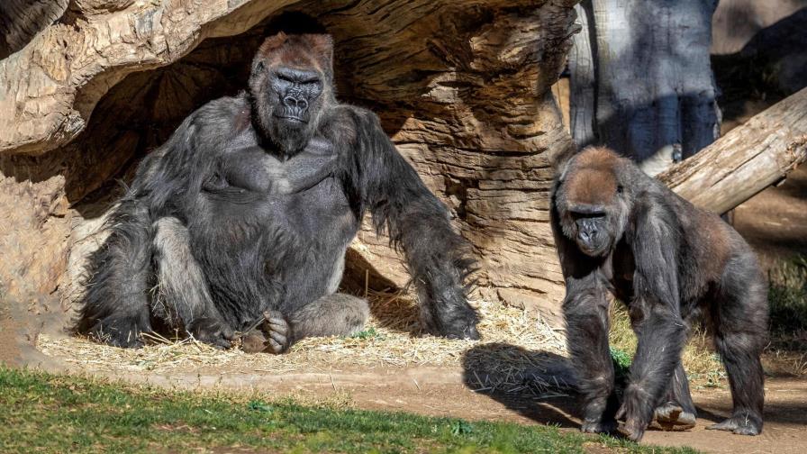 Dan positivo a COVID-19 gorilas del zoológico de San Diego