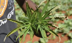 Escasea la marihuana en Jamaica