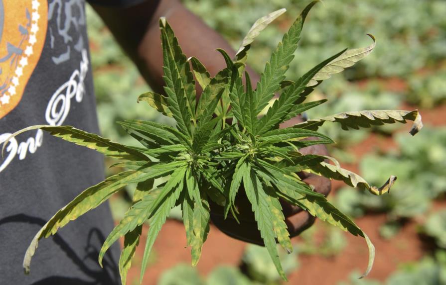 Escasea la marihuana en Jamaica