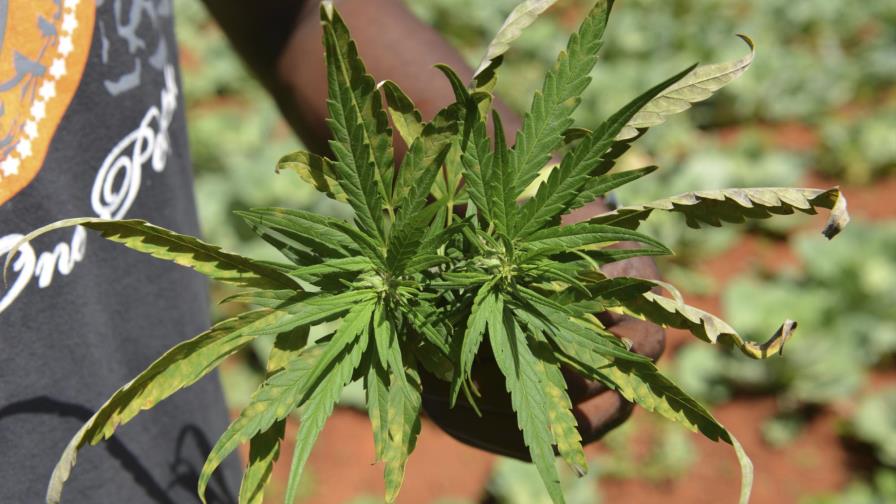 Escasea la marihuana en Jamaica