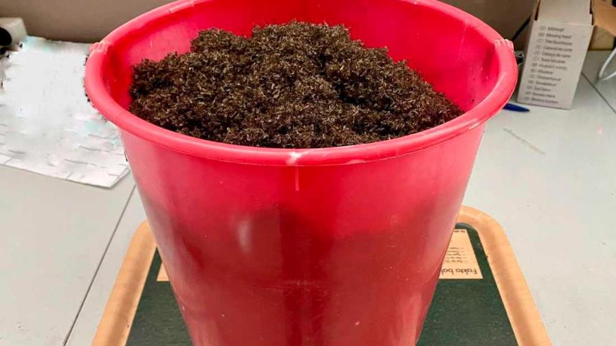 Mujer llena un cubo entero con los mosquitos atrapados en su jardín en 10 días 