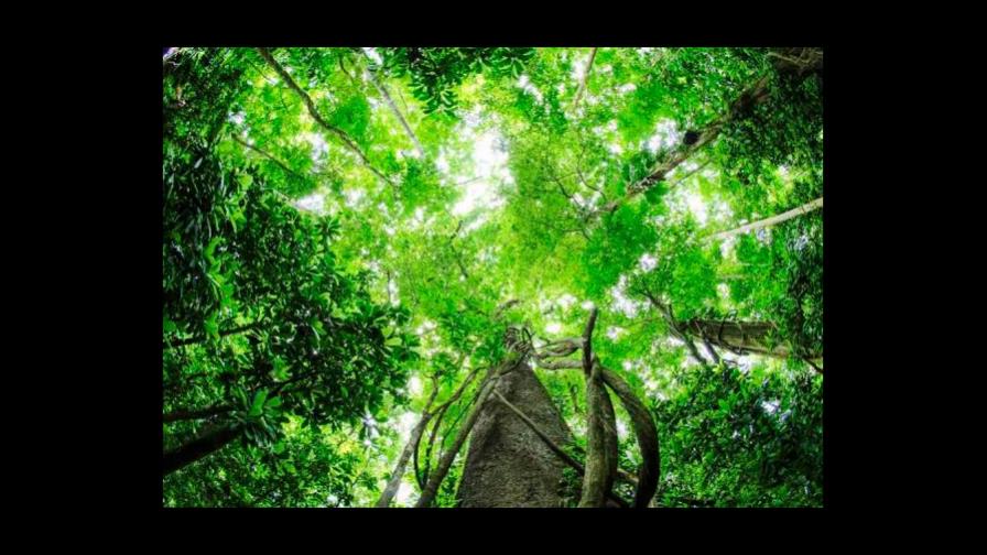 ¿Por qué proteger la naturaleza es quizá la mejor vacuna contra nuevos virus?