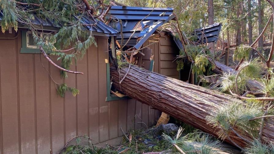 Fuertes vientos derriban pinos gigantescos en California