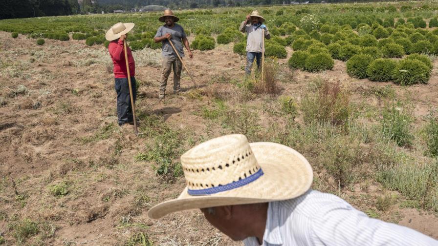 Ola de calor agrava penurias de peones rurales hispanos