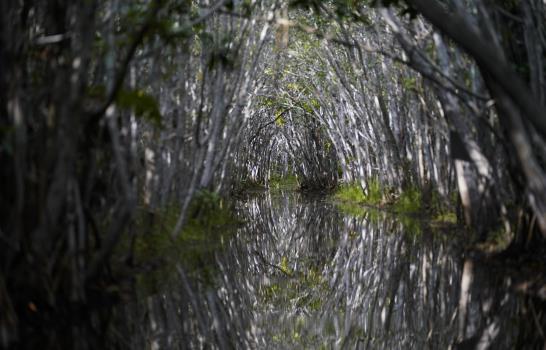 El manglar: barrera de ciclones, almacén de carbono a cuidar El manglar: barrera de ciclones, almacén de carbono a cuidar
