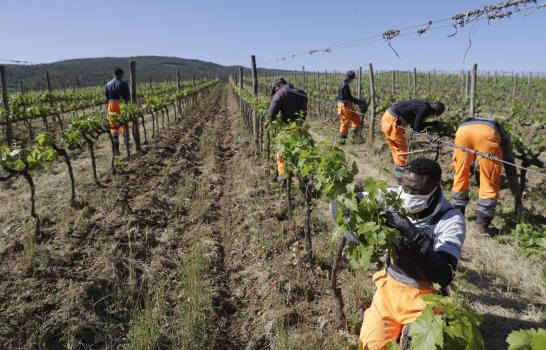 Piden asilo, ayudan a producir famoso vino italiano Brunello