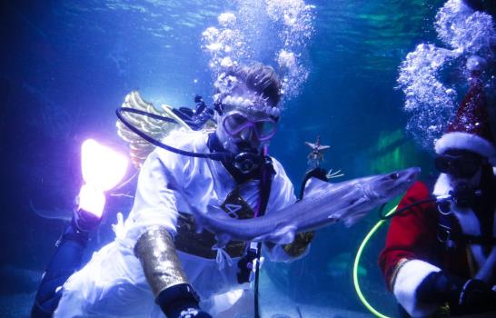 Buzo vestido de Santa Claus se sumerge en acuario de Berlín
