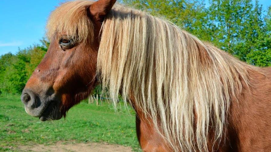 Filman a un caballo miniatura a bordo de un avión de American Airlines