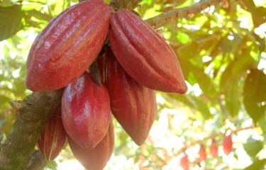 Declaran la Región Sur del país “zona cacaotera” - Diario Libre