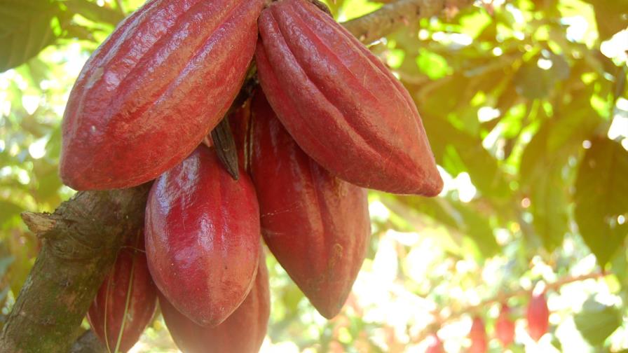 Declaran la Región Sur del país “zona cacaotera” Declaran la Región Sur del país “zona cacaotera”