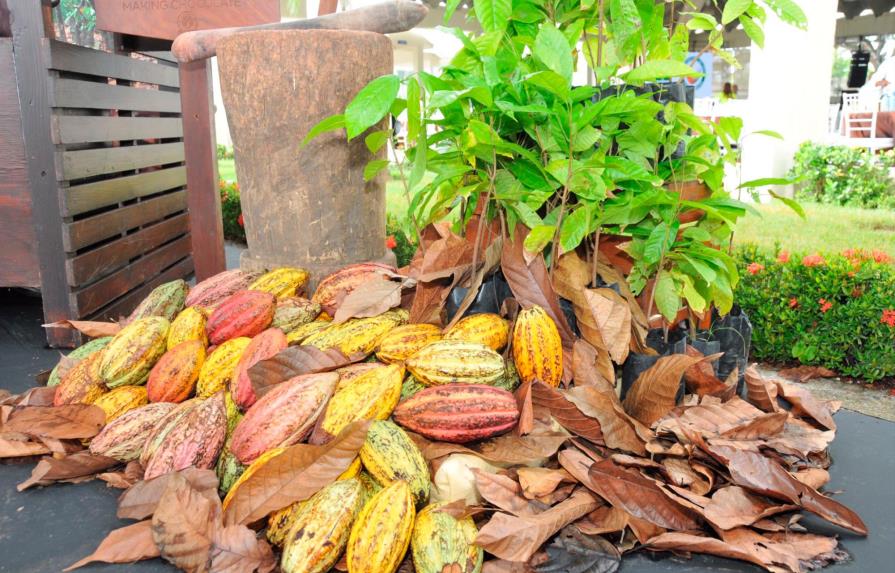Sector cacao aporta más de US$190 millones a la economía dominicana 