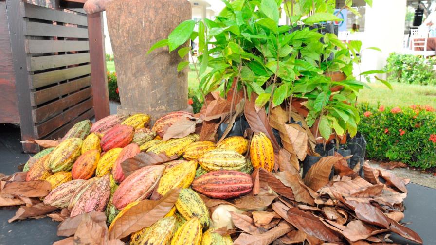 Sector cacao aporta más de US$190 millones a la economía dominicana Sector cacao aporta más de US$190 millones a la economía dominicana
