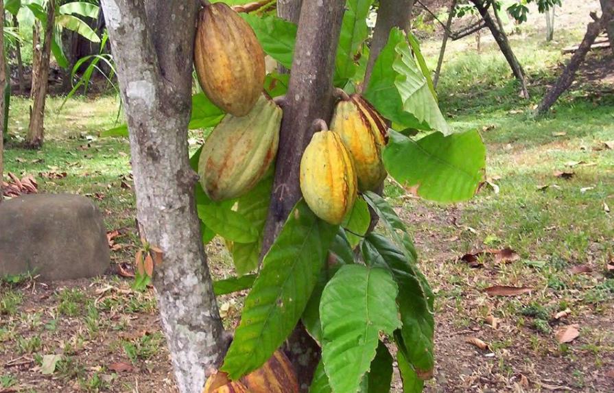 Empresa de cacao investiga fraude financiero detectado en su sucursal de SFM