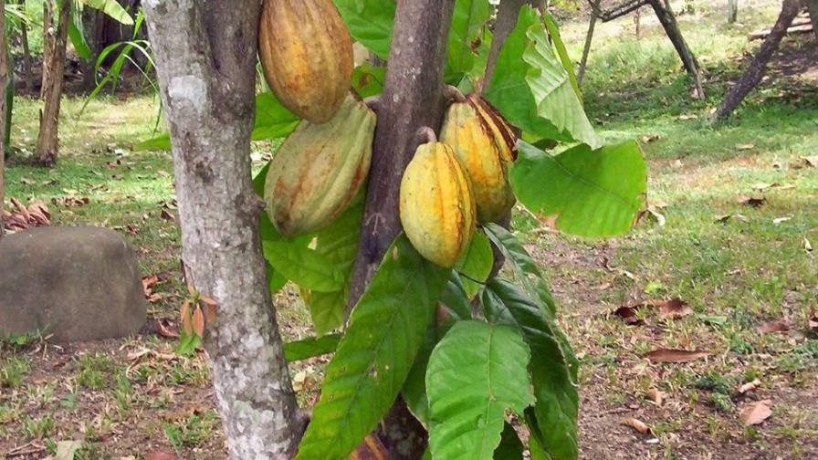 Empresa de cacao investiga fraude financiero detectado en su sucursal de SFM