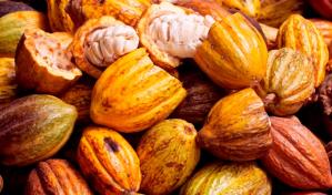 Las exportaciones de cacao merman 6.72 % en 2023