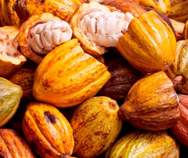 Las exportaciones de cacao merman 6.72 % en 2023