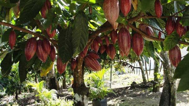 Agricultura impulsa plan estratégico de producción y protección de cacao