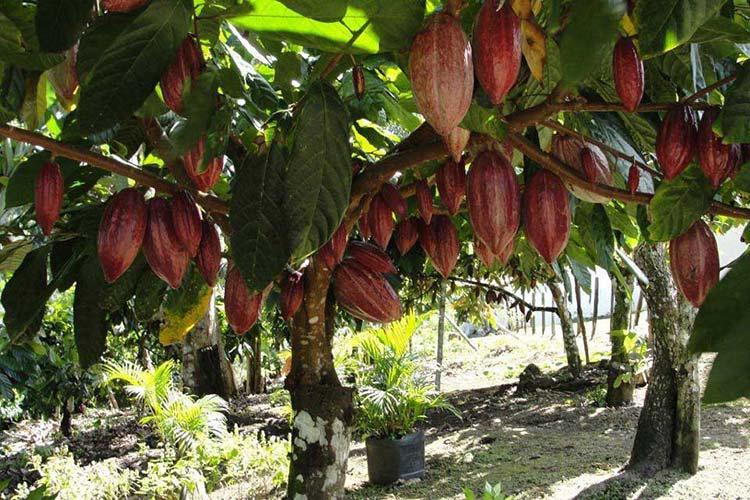 Centroamérica apuesta por cacao climáticamente inteligente