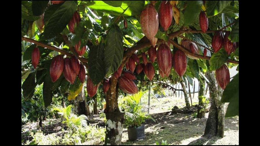 Agricultura impulsa plan estratégico de producción y protección de cacao