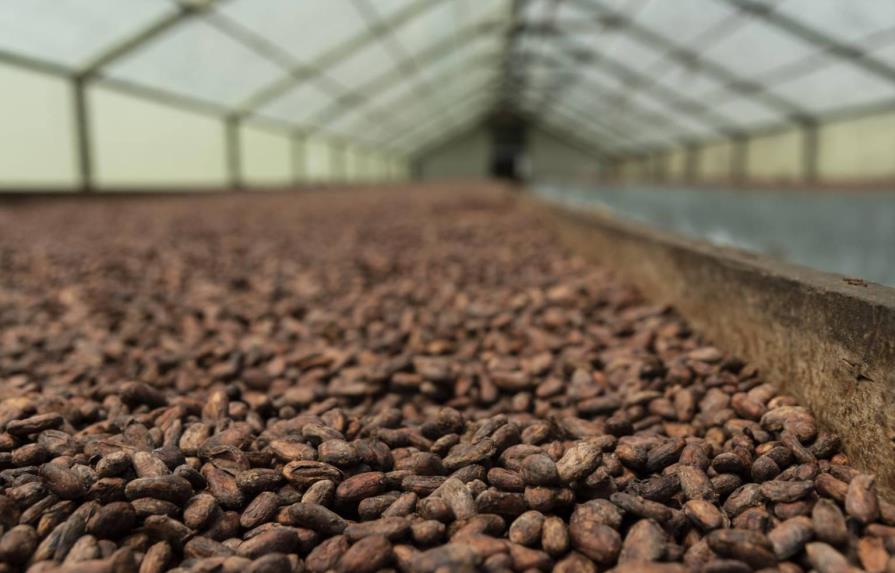 Sector cacao dominicano golpeado por la sequía y el COVID-19