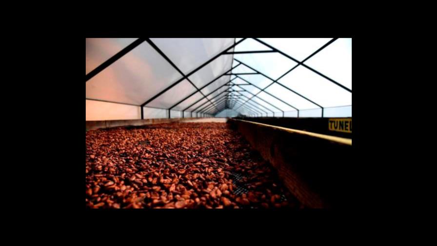  ProDominicana publicará audiovisual dedicado al cacao dominicano