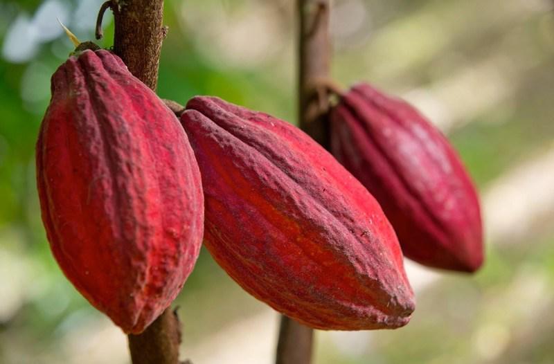 El cacao dominicano con grandes desafíos en un mercado internacional cada vez más exigente