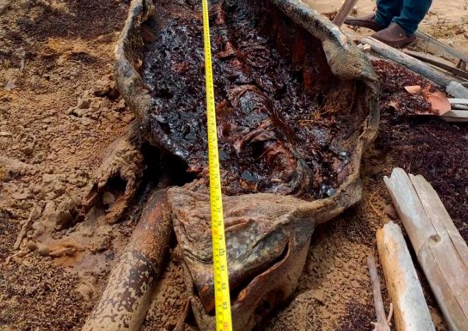 El cascarón de la tortuga encontrada en la playa Macao.
