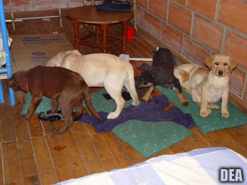 Veterinario operaba cachorros para implantarles heroína