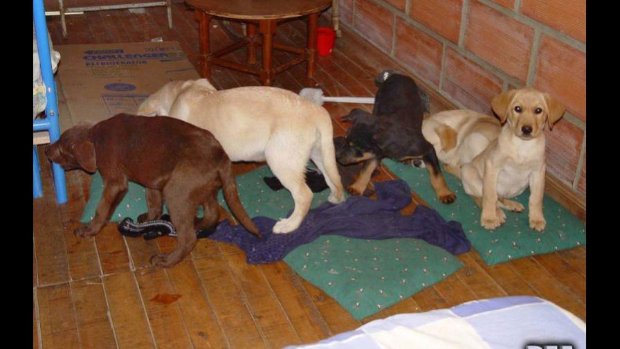 Veterinario operaba cachorros para implantarles heroína