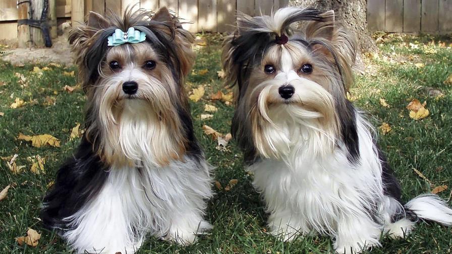 Biewer terrier es reconocido nueva raza canina en EEUU