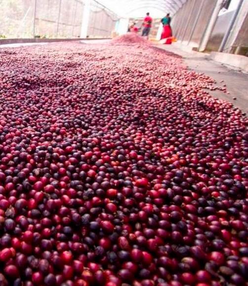 Brasil exportó en septiembre volumen récord de 3,79 millones de sacas de café