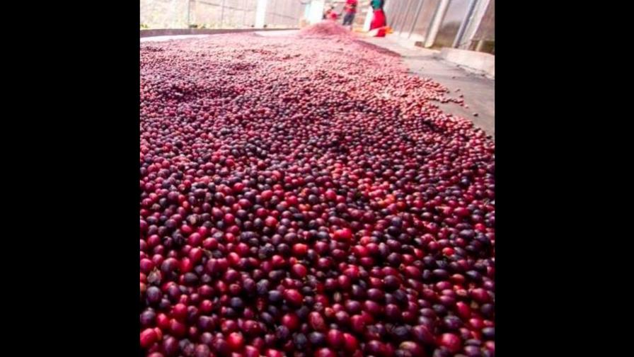 Brasil exportó en septiembre volumen récord de 3,79 millones de sacas de café