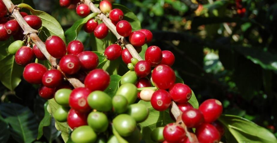 Desarrollan fórmula para combatir la roya, enfermedad que afecta plantaciones de café