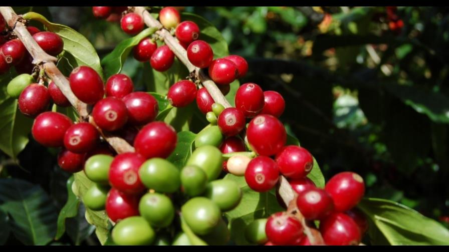 Desarrollan fórmula para combatir la roya, enfermedad que afecta plantaciones de café Desarrollan fórmula para combatir la roya, enfermedad que afecta plantaciones de café