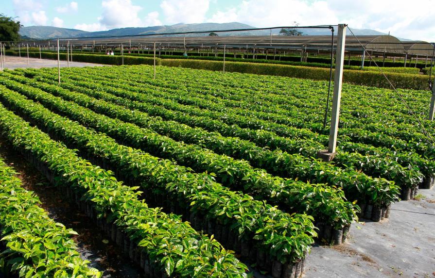 Induban entrega 200 mil plantas de café al Ministerio de Agricultura