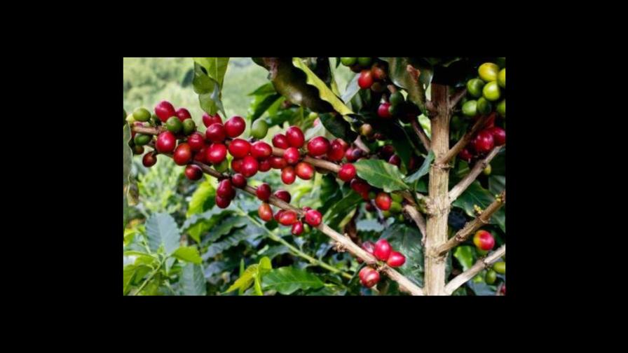 Cafeteros colombianos estudian abandonar referencia de precios de Nueva York