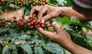 Honduras mostrará al mundo calidad de su café en subasta internacional