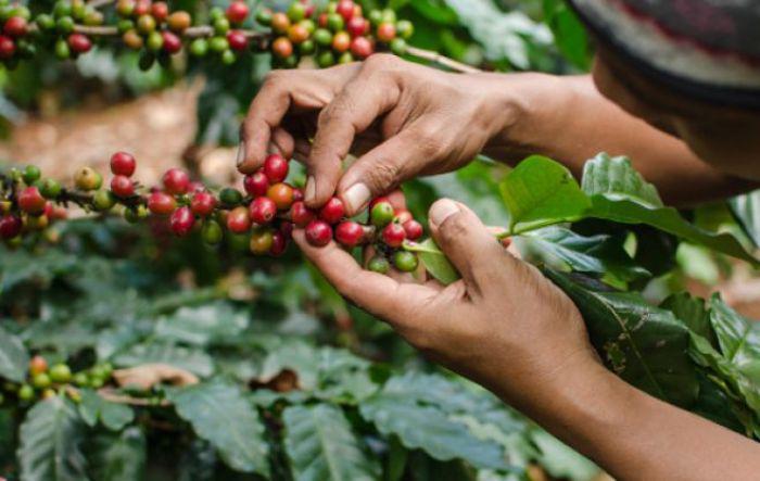 Honduras mostrará al mundo calidad de su café en subasta internacional
