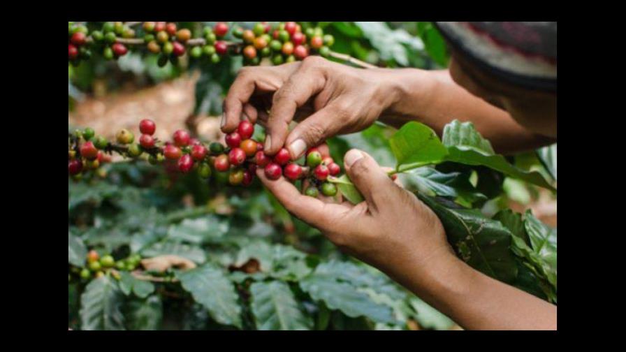 Honduras mostrará al mundo calidad de su café en subasta internacional Honduras mostrará al mundo calidad de su café en subasta internacional