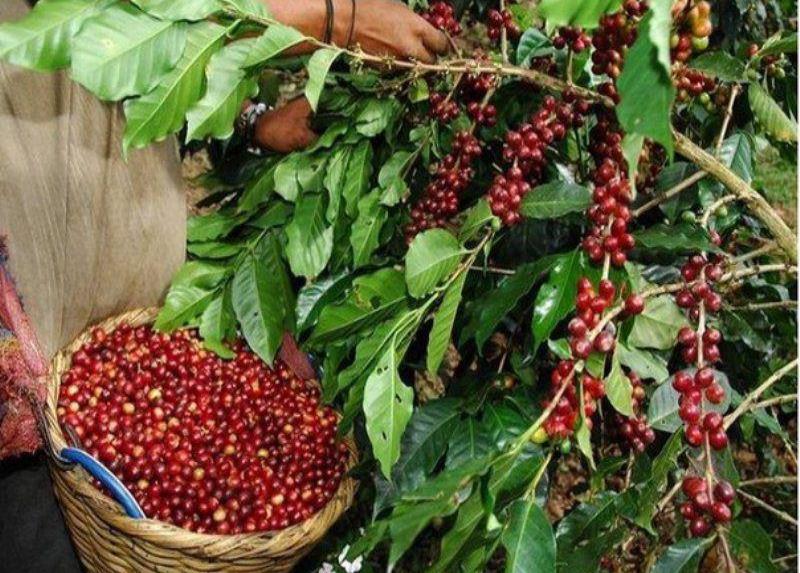 Colombia se alista para recoger cosecha cafetera de 7.5 millones de sacos